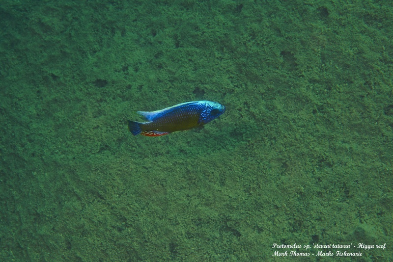 Protomelas sp. 'steveni taiwan' Higga Reef